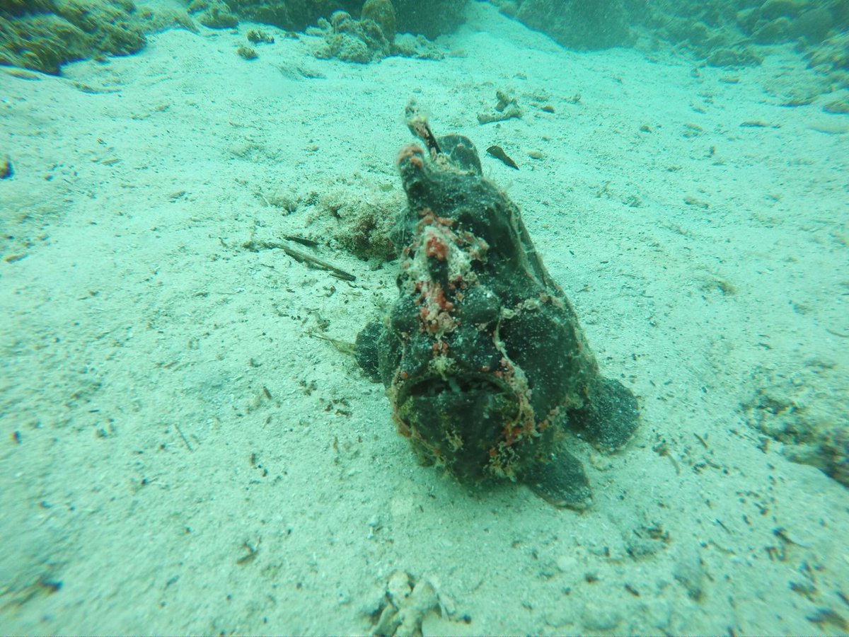 DeepZone_Divers's tweet photo. Moalboal, Cebu, Philippines https://t.co/lAFg7hLWSw