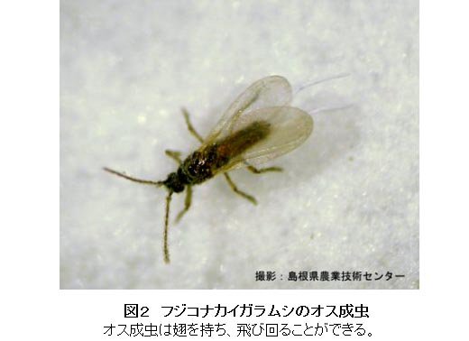 تويتر 農研機構 農業環境研究部門 على تويتر 重要害虫フジコナカイガラムシの性フェロモンの化学構造を決定 12年3月 農環研プレスリリース T Co 2tme1afi4l 日本初のコナカイガラムシ類に対する発生予察トラップが開発されました T Co Cjoc2tm6xi تويتر 農研機構 農業環境研究部門 على تويتر 重要害虫フジコナカイガラムシの性フェロモンの化学構造を決定 12年3月 農環研プレスリリース T Co 2tme1afi4l 日本初のコナカイガラムシ類に対する発生予察トラップが開発されました T Co Cjoc2tm6xi