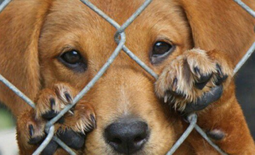 ¿Sabías que hoy es el #DiaMundialdelosAnimales?

No contribuyas a viralizar vídeos de maltrato animal
#Denuncia 📞 #062

#YoSiPuedoContarlo