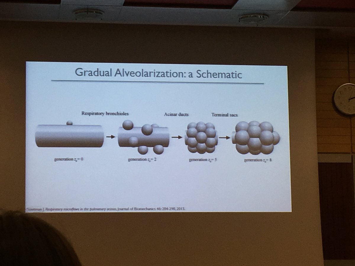 southcoastjoy's tweet photo. The fab Josue Sznitman reminding us all about alveolar structure #SimInhale COST #Athens https://t.co/ctdUC3CnUs