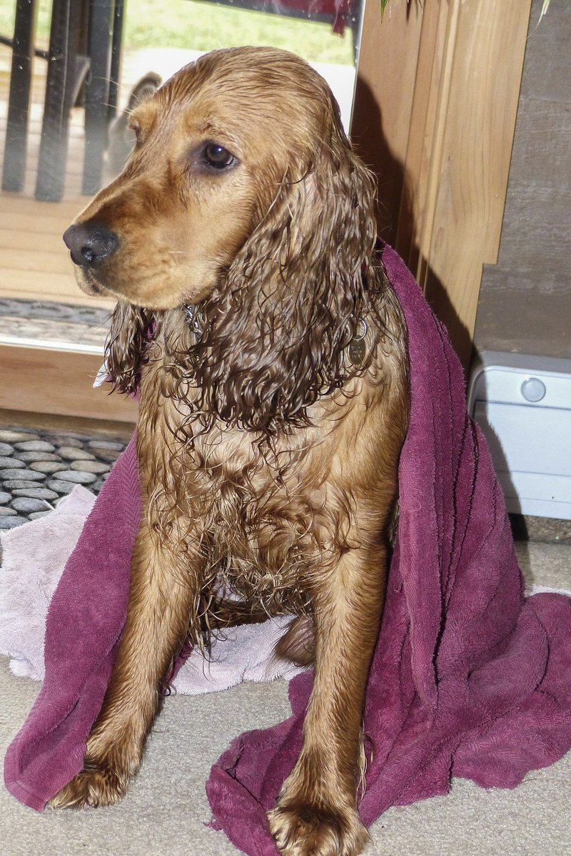 LakesPet's tweet photo. Wet #walk in the #Lakes then home for breakfast and a nap in my #luxury pet #bed! 
https://t.co/L9HfH4UXEo https://t.co/m0nnKd2KFP