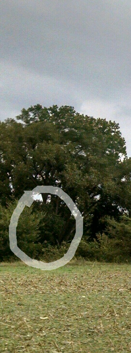 squachinginks's tweet image. Now can you see?  #SIK #bigfoot #sasquatch #Kansas