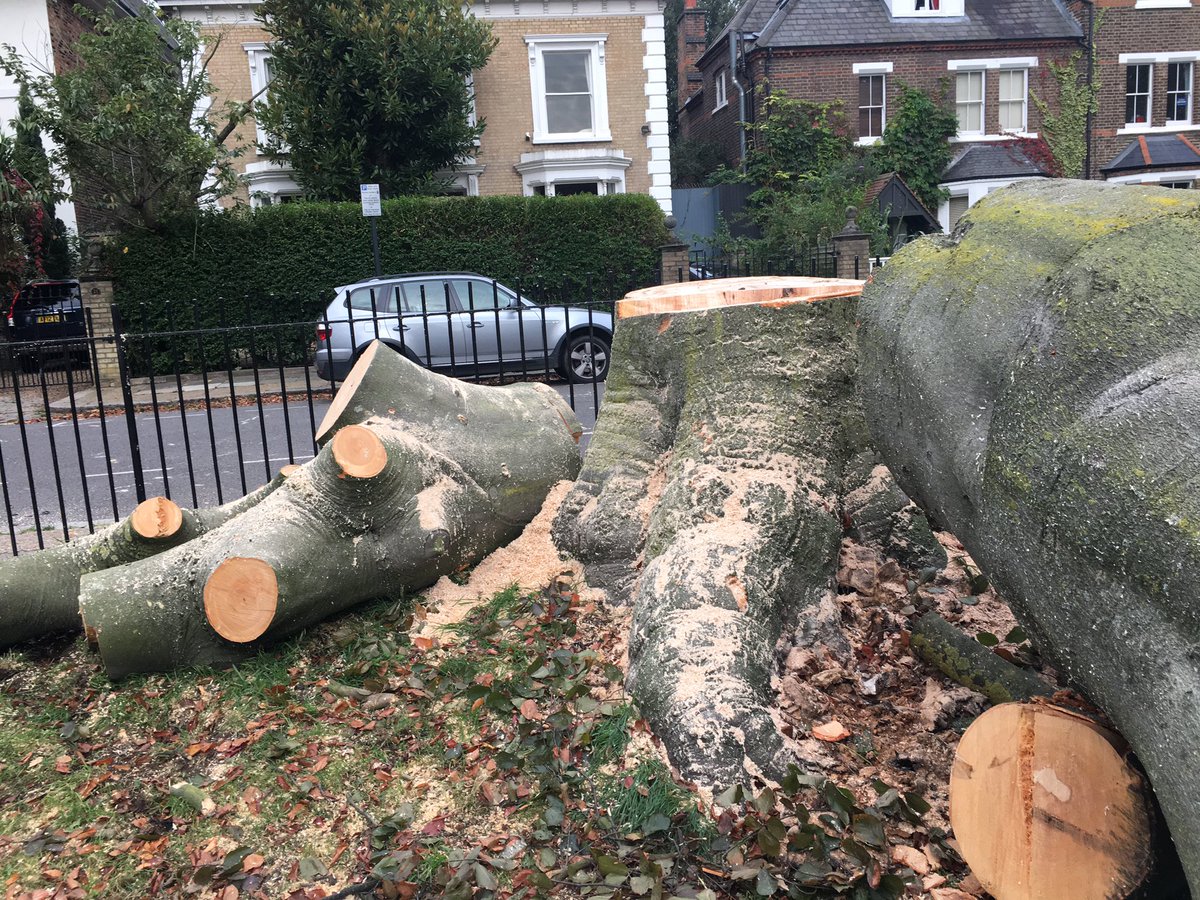 Anyone know why this magnificent beech was felled in #ravenscourtpark? <a href="/LBHF/">H&F Council</a> <a href="/AskewVillage/">Askew Business Net</a> <a href="/AbundanceLondon/">Abundance London</a> <a href="/HCGAGardens/">HCGA</a> <a href="/AskewMag/">Askew</a>