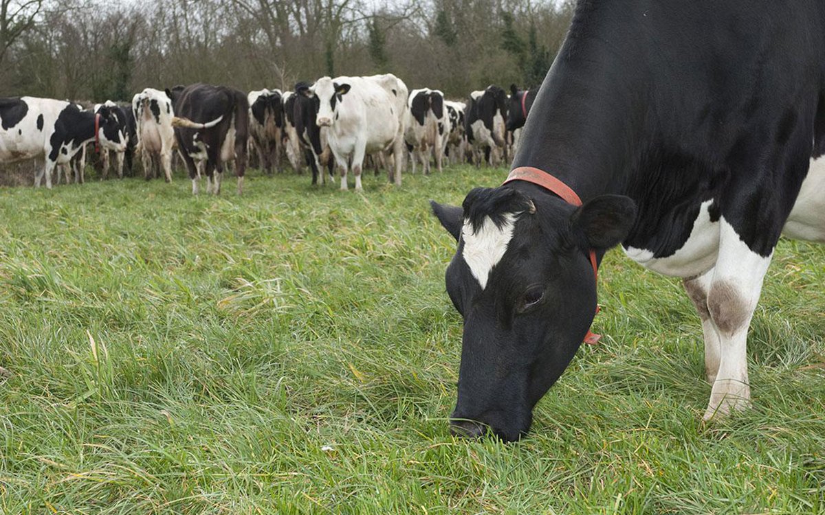newscientist's tweet photo. Grass-fed beef is bad for the planet and causes climate change https://t.co/pnuxsYgnX0 https://t.co/e0Tn5INa1t