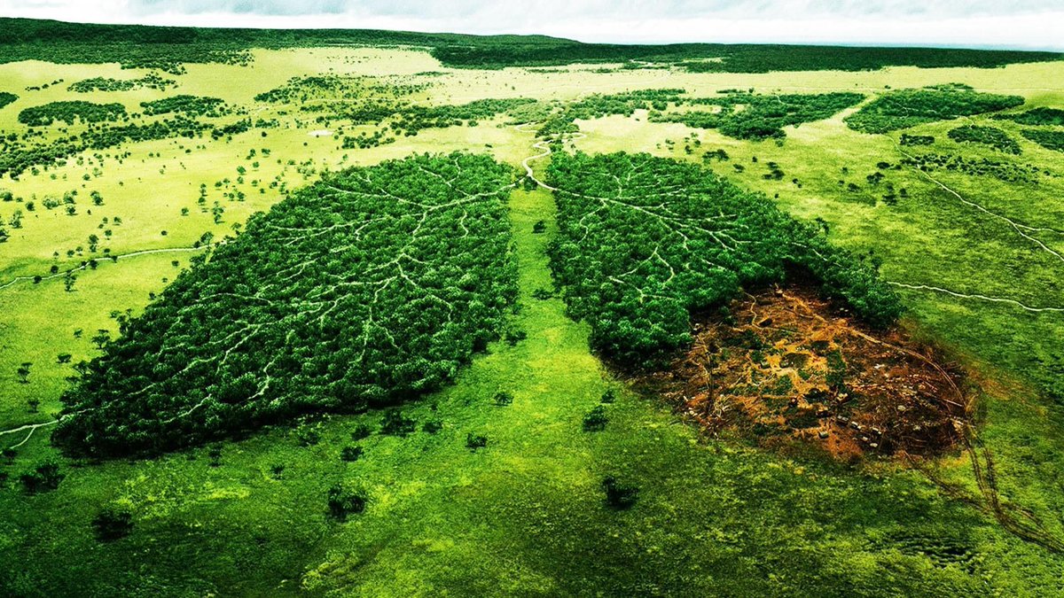 MikeHudema's tweet photo. We lose about 48 football fields worth of forest every minute, that needs to change: https://t.co/OZBx15wOf4

#ActOnClimate #deforestation https://t.co/ySTDtixDHk