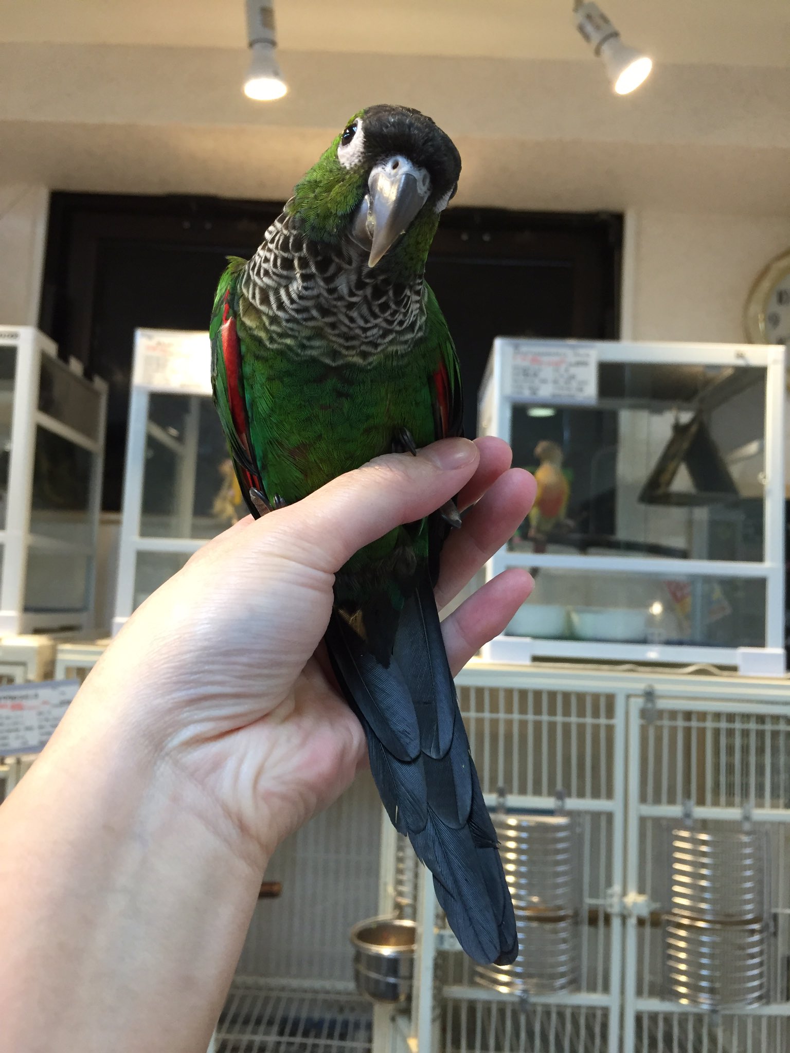 Twitter এ えとぴりかtokyo イワウロコインコ ちゃん ほっぺはグリーンですが ホオミドリアカオウロコと違ってしっぽもグリーンです イワウロコはなんといってもおムネのウロコ柄の羽がとってもおしゃれ T Co Y1smtoh43i ট ইট র
