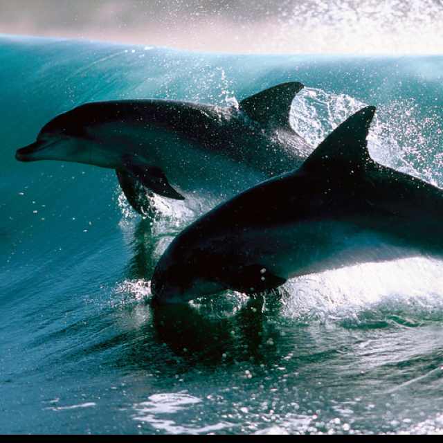 AndreiAndrei63's tweet photo. Dolphins in the ocean. https://t.co/BqRFWbw133