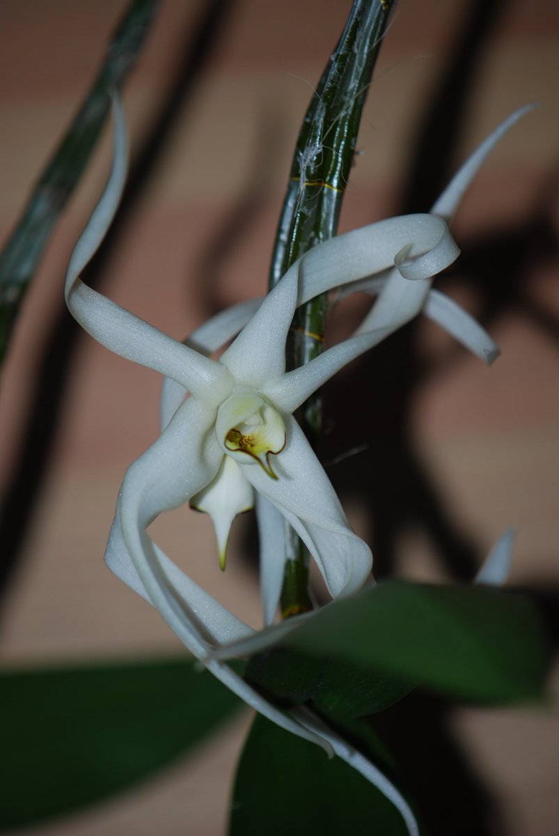 EarlyEvol's tweet image. Dendrobium amboinense bloomed this morning...already faded.  From Indonesia. Flowers smell like musty, moldy basement. #wtfevolution #orchid