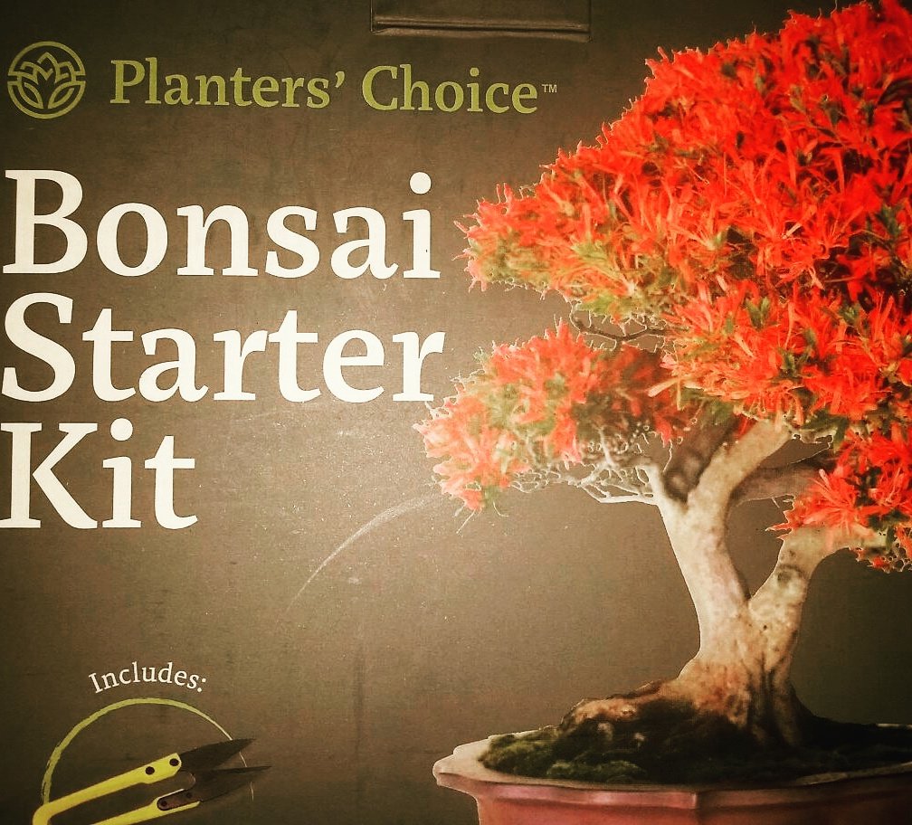 Cheyshy13's tweet photo. The kids and I are excited to start our #Bonsaitree This #starterkit from #plantersChoice grow 4 #trees #growbonsai
https://t.co/JkE11uy1Tf https://t.co/gsK5a0kPoy