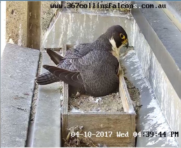 Birdlife Australia On Twitter 367 Collins St Melbourne