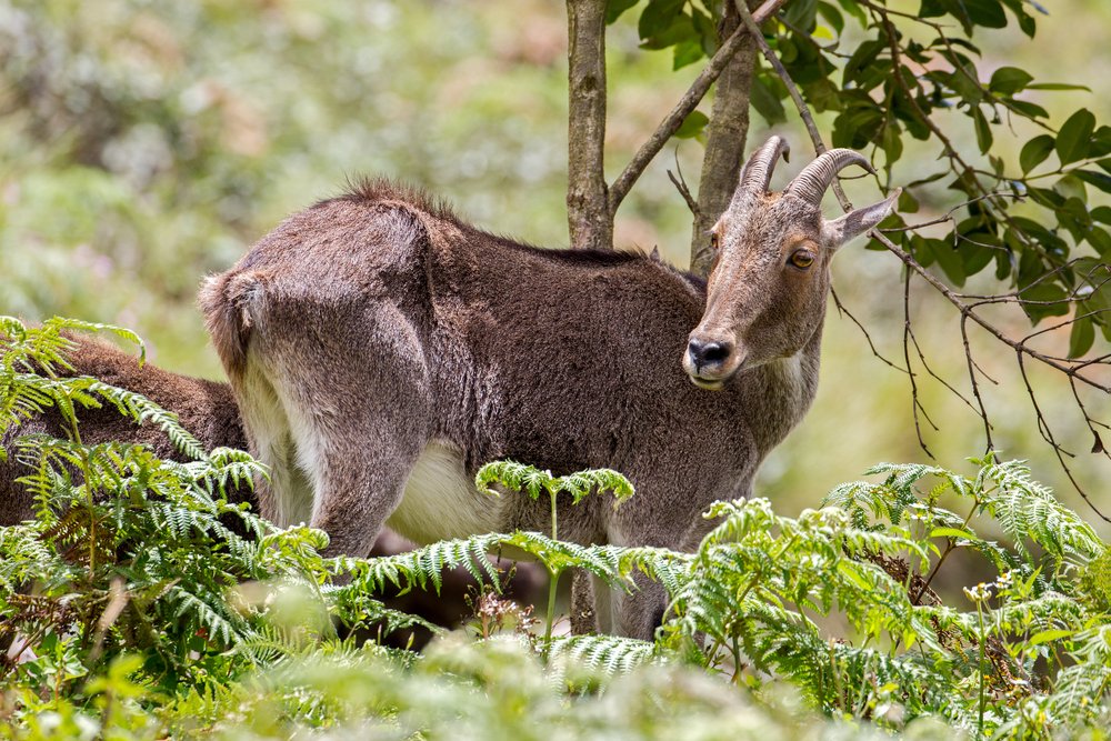 Kerala Tourism on Twitter: Kerala Tourism on Twitter: