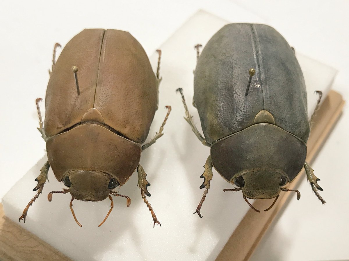 オスモウサンコガネ 標本 シロコフキコガネ(オスモウサンコガネ) 標本 派手
