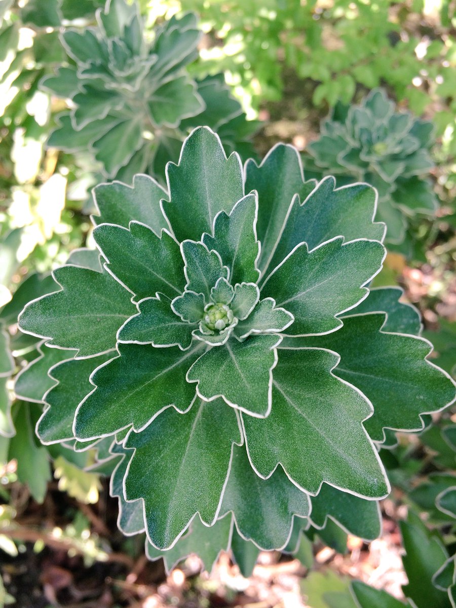 Sun Moon 白い縁取りの花のような葉っぱ 時期になると葉っぱの真ん中に 黄色の花が咲きます 見た目 磯のイメージは ないけれど名前はイソギクです 朝とは違い強い風 お散歩日和ではなくなりました 癒しの場所サンアンドムーン 群馬 イソギク