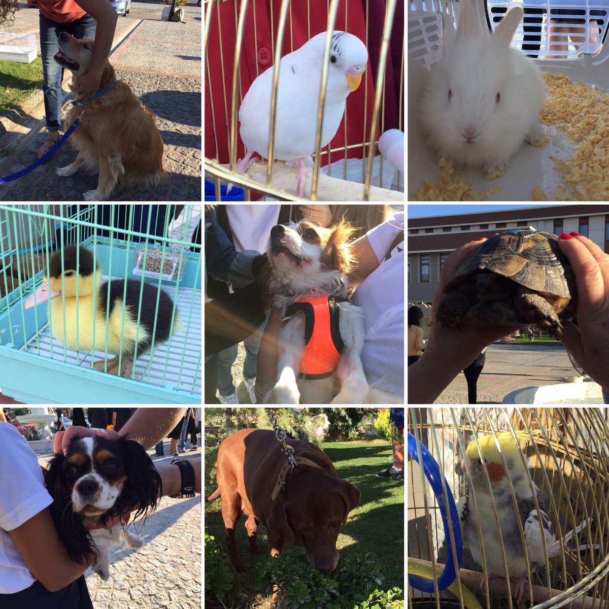 @bodrumozelmarmarakoleji ogrencileri 4Ekim Hayvanlari Koruma Gununde evcil hayvanlarini okula getirdiler. #4ekim #4ekimhayvanlarıkorumagünü