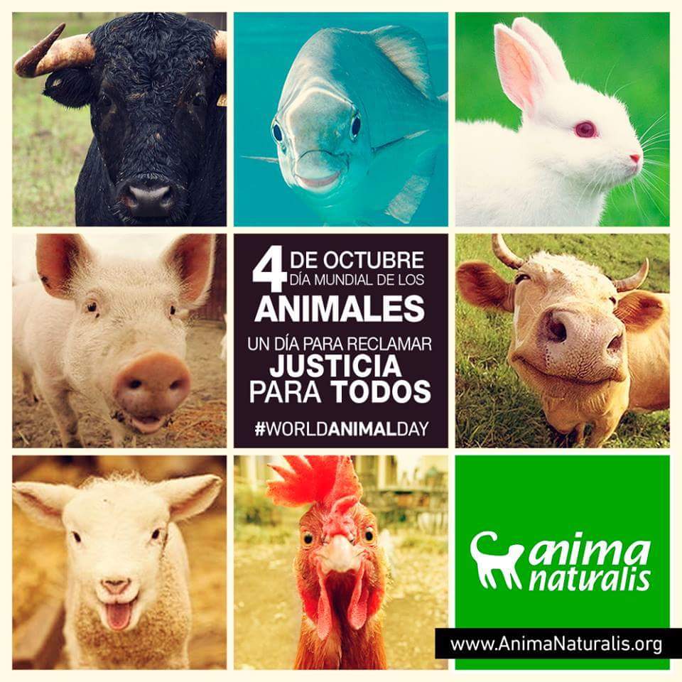 AnimaNaturalis's tweet photo. Hoy 4 de octubre se celebra el Día mundial de los animales. Pedimos respeto y justicia para ellos. #DiaMundialdelosAnimales https://t.co/BNiPnAA3Zc