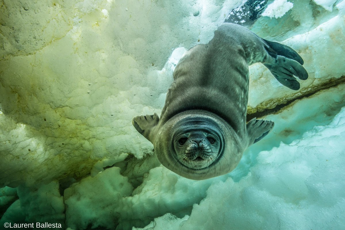 4th #OurOcean conference will be livestreamed in 6 UN languages, all links will be on ourocean2017.org, starting tomorrow 9 am CET