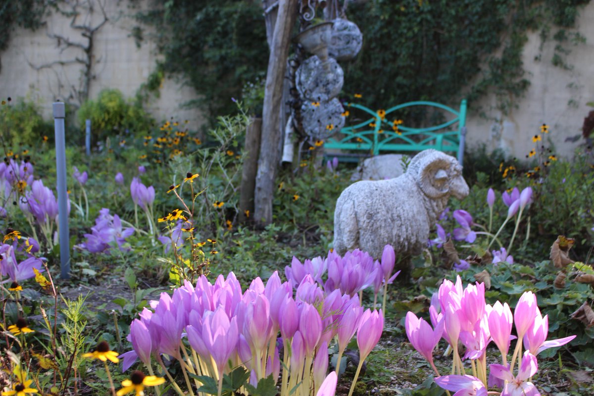 ガーデンミュージアム比叡 Na Twitterze 京都 花 比叡山 地中からむっくり 紫の花 コルチカム は不思議な 花 を咲かせています 別名 イヌサフラン 花言葉は 楽しい思い出 この花を見て素敵な思い出が たくさんできるといいのですが ガーデン