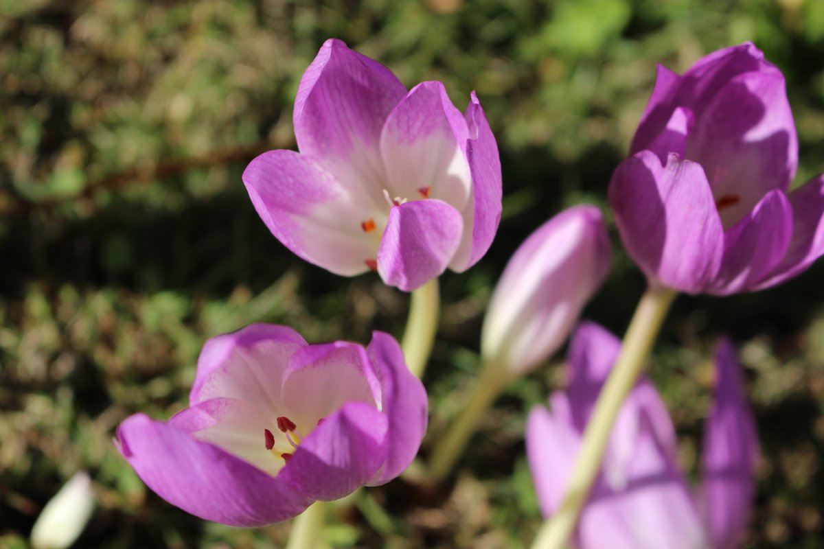 ガーデンミュージアム比叡 Na Twitterze 京都 花 比叡山 地中からむっくり 紫の花 コルチカム は不思議な 花 を咲かせています 別名 イヌサフラン 花言葉は 楽しい思い出 この花を見て素敵な思い出が たくさんできるといいのですが ガーデン