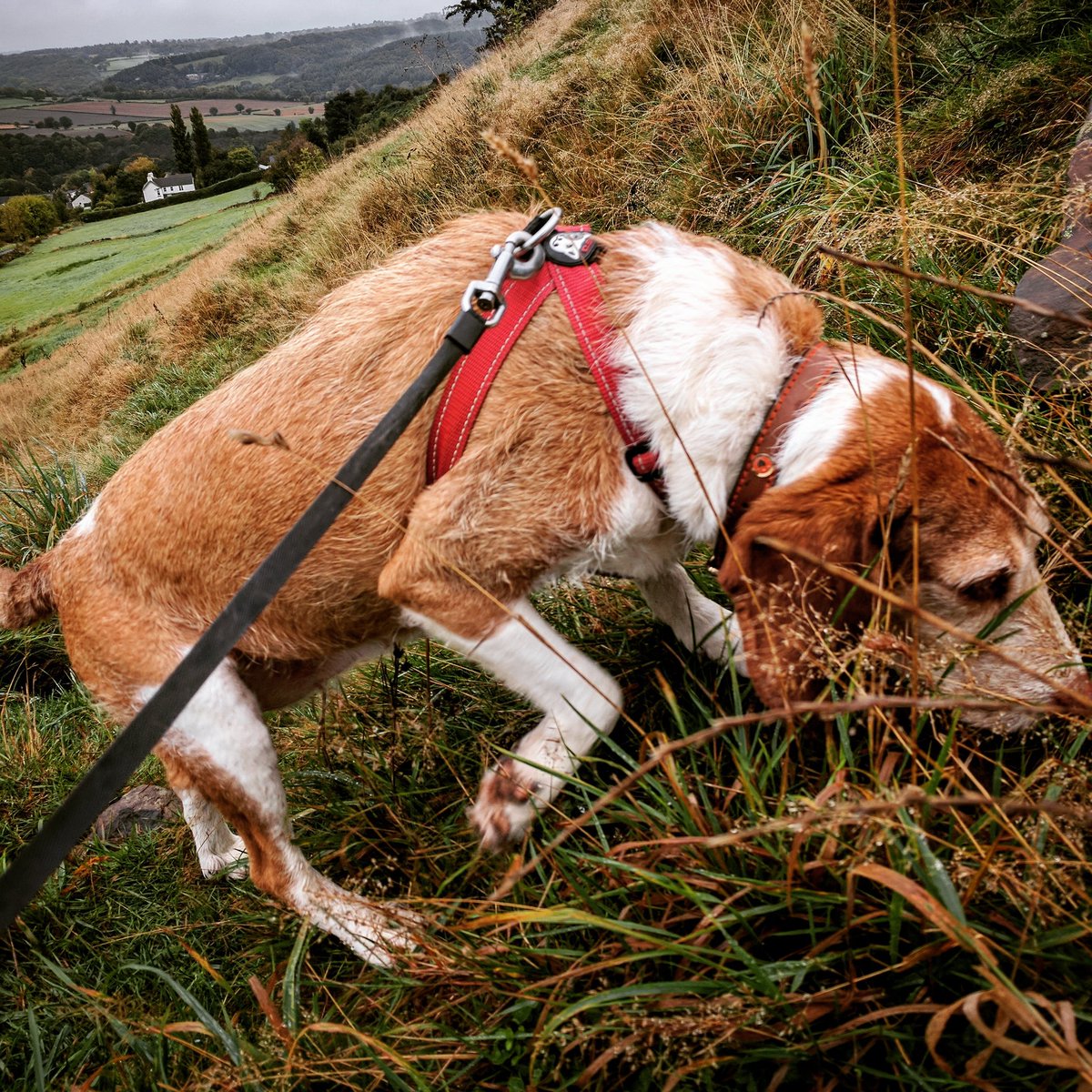 oneeight_studio's tweet photo. First job of today - as it is every day - is to walk One Eight Dog. 🐾 https://t.co/DiuJ2khCXs