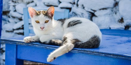 HellasKitchen's tweet photo. Eyes like #greek #honey. Did you know #greekcats have amazing eyes? Happy #worldanimalday #adoptdontshop #greekhoney https://t.co/0tJ9pGiDPa