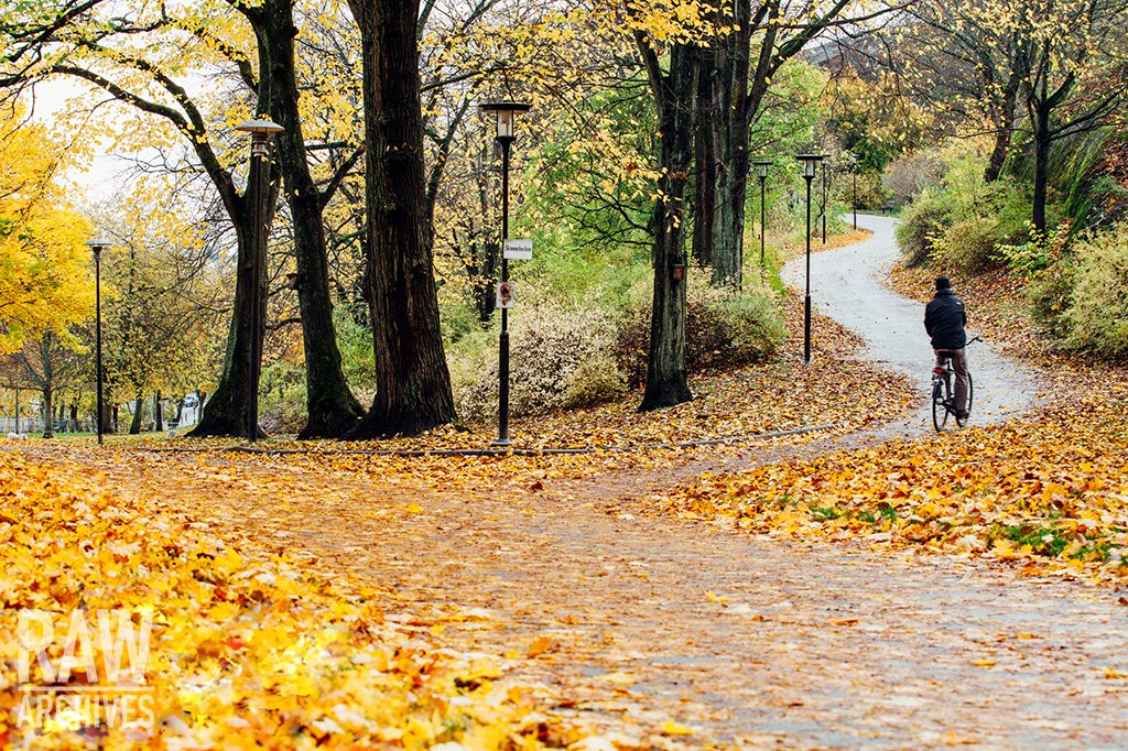 raw_archives's tweet photo. Something to look forward to: the late autumn walks through Skinnarviksparken, Stockholm

#Högalid  #Höst #Travelphotography https://t.co/A7Clzipuqv