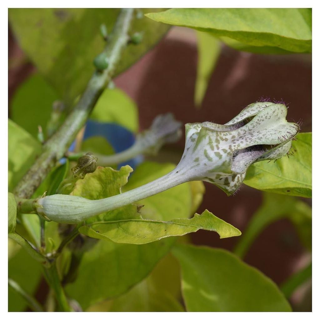 niche_plants's tweet photo. 開いたみたいw
変過ぎw
#セロペギア
#スタペリフォルミス
#ceropegia
#sutapeliiformis ssp #serpentina
#スタペリフォルミス_niche
#多肉植物 #多肉 #succul… https://t.co/T37BhsIiqS https://t.co/I4YZq0pepM