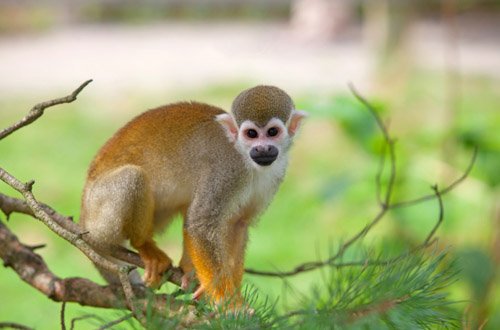 pakis_asadobay's tweet photo. Spp. en reg. tropicales son las más vulnerables al cambio climático, principalmente primates #bioUSFQ https://t.co/iHbSUQECc8