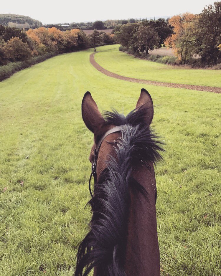 Jessie_Short8's tweet photo. Great to have this horse back with us! Big Georgie enjoying the views this morning #pointtopointer https://t.co/8iyjNsBzko