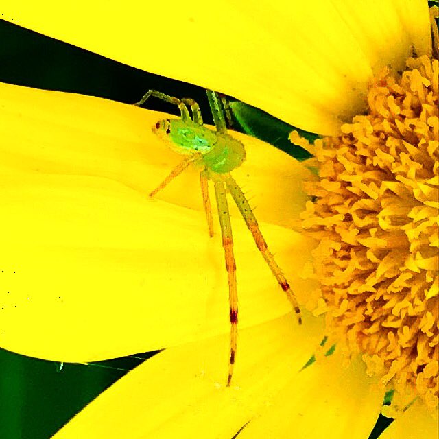 Jumping spider on a yellow gazania. #apiaries8 #spider #gazania #insects #insectsofourworld #macro #macroworld #macros #macro_capture