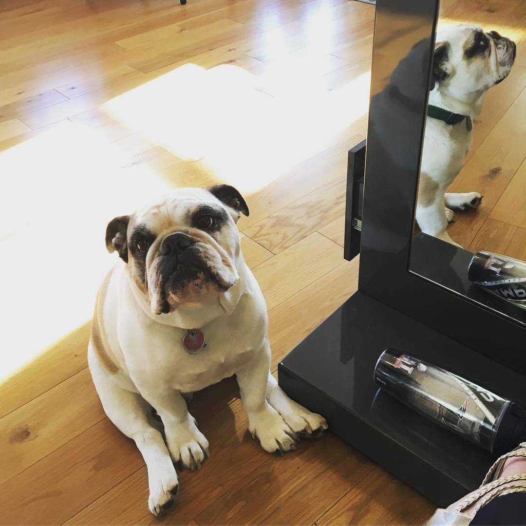 SmotheringRugby's tweet photo. Daddy is gone for the week which means mom got to bring me along for her hair appointment! #spoileddog #firstsalon… https://t.co/YXo8ausST0 https://t.co/Zt7Tdi0GU2