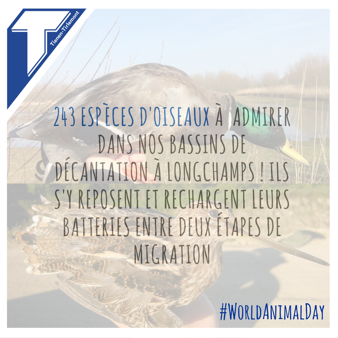 Raf_Tirlemont's tweet photo. 243 espèces d'oiseaux à admirer autour de nos bassins à Longchamps #animalday #BeBirds #Natuurpunt #Durabilité #Journeemondialedesanimaux https://t.co/5YuTXsksqh