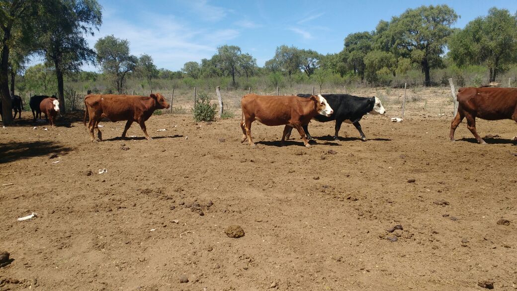 agrocontrolcba's tweet photo. #Control de #EficienciaProductiva #Vacuna. #Gestión en #Cría. Ampliando fronteras. @ Ojo de Agua #Santiago #AgroControl https://t.co/qIcQzRdswU