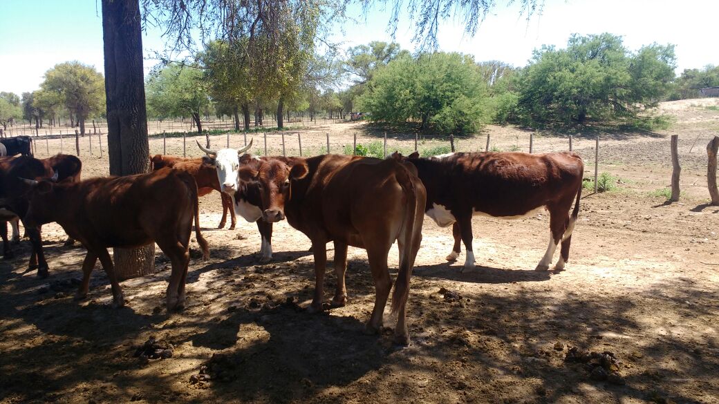 agrocontrolcba's tweet photo. #Control de #EficienciaProductiva #Vacuna. #Gestión en #Cría. Ampliando fronteras. @ Ojo de Agua #Santiago #AgroControl https://t.co/qIcQzRdswU