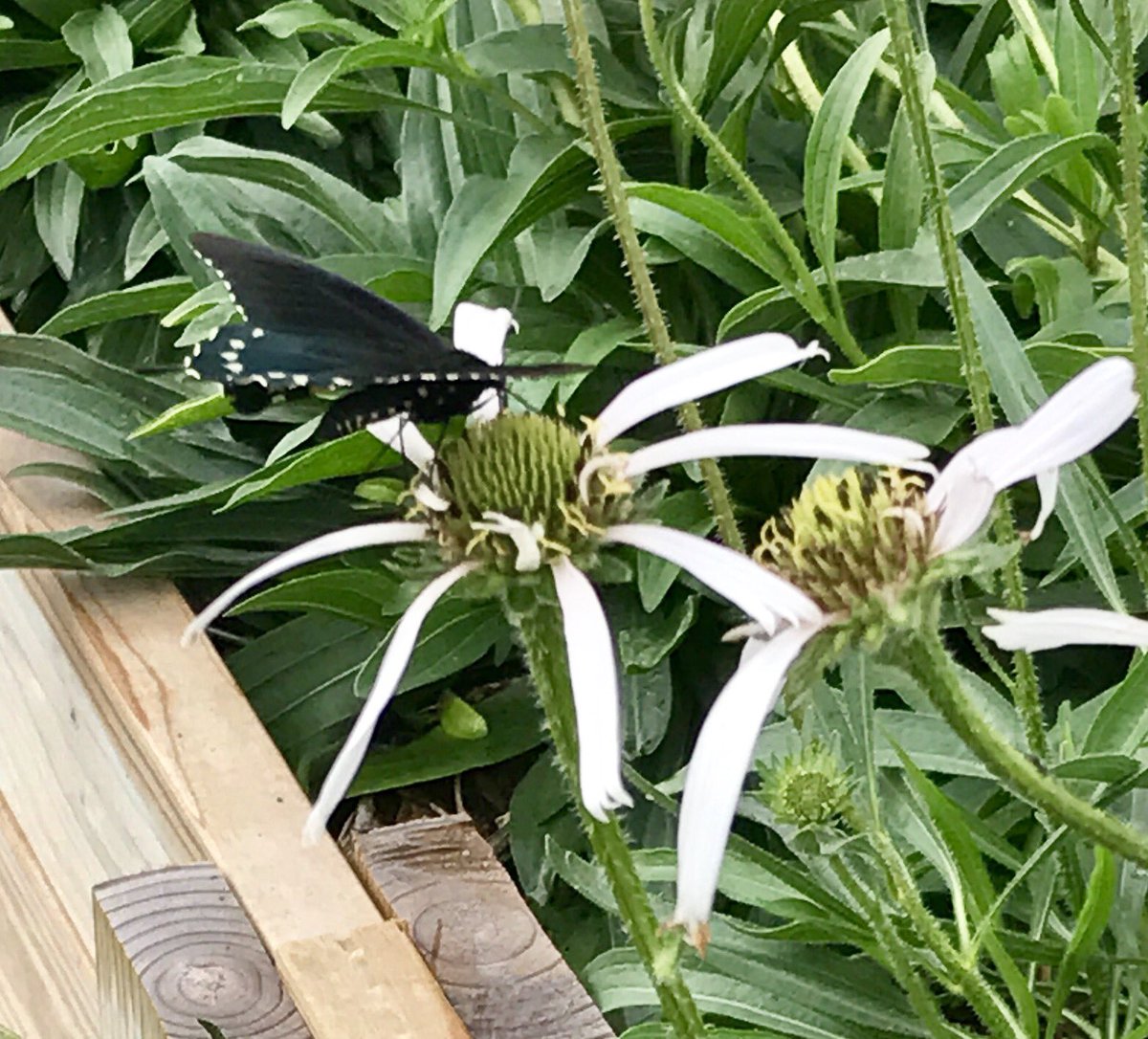 DentonCountyMGA's tweet photo. White Echinacea! 😍 Pollinators seem to love it, and so do we! https://t.co/YAN2RIOVNG
#dcmga #growwithus #TXpollinators #bioblitz https://t.co/BtFNWWeERs