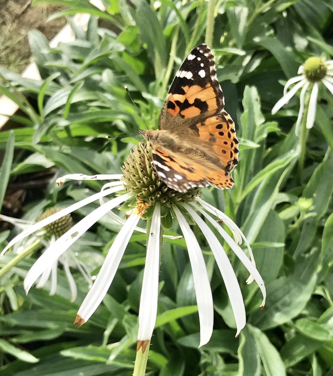 DentonCountyMGA's tweet photo. White Echinacea! 😍 Pollinators seem to love it, and so do we! https://t.co/YAN2RIOVNG
#dcmga #growwithus #TXpollinators #bioblitz https://t.co/BtFNWWeERs