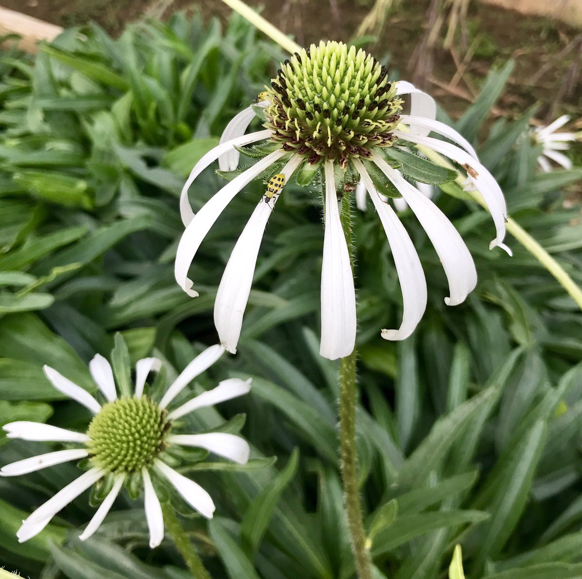DentonCountyMGA's tweet photo. White Echinacea! 😍 Pollinators seem to love it, and so do we! https://t.co/YAN2RIOVNG
#dcmga #growwithus #TXpollinators #bioblitz https://t.co/BtFNWWeERs
