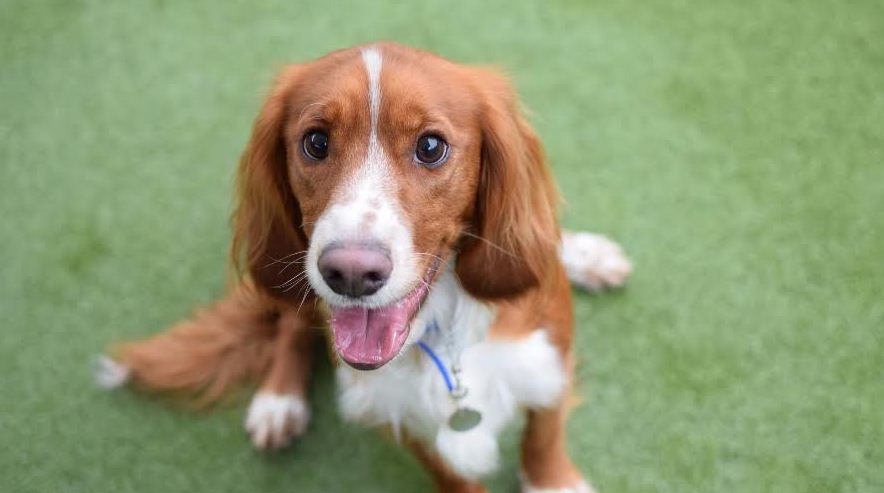dogs_puppies tweet picture