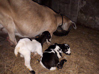 ChannelVFarm's tweet image. Another couple of kids born yesterday! :) so exciting, and a completely different colour to the rest #genetics #goats