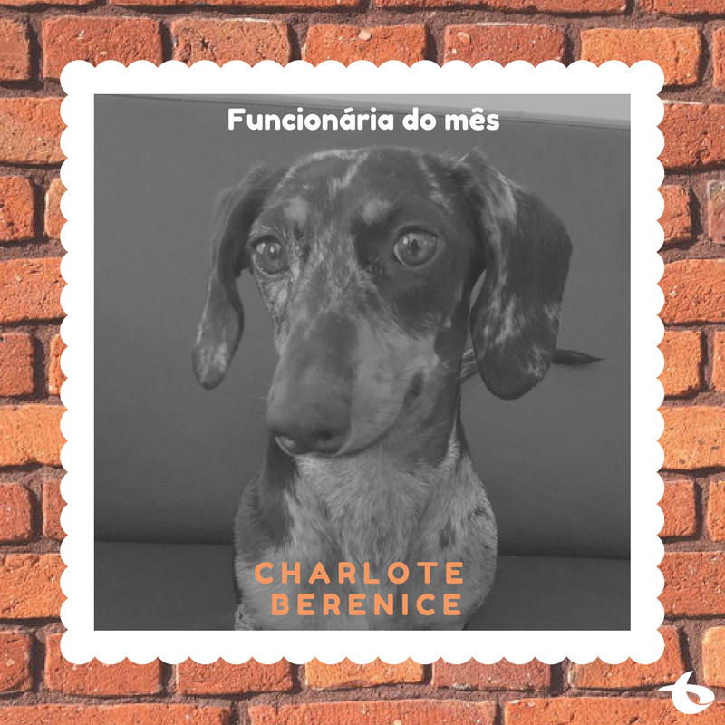 GargantiniCom's tweet photo. No Dia dos Animias, a equipe GG mundo para nossa querida funcionária e mascote, Charlote Berenice! 🐶❤
#equipegg #mascotegg #diadosanimais https://t.co/WkdRDNfNsW