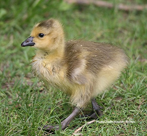 Ontario Fish and Wildlife tweet media