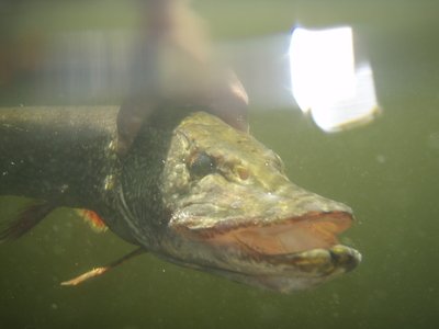 Ontario Fish and Wildlife tweet media