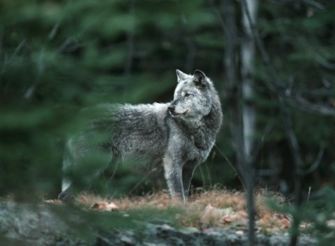 Ontario Fish and Wildlife tweet media