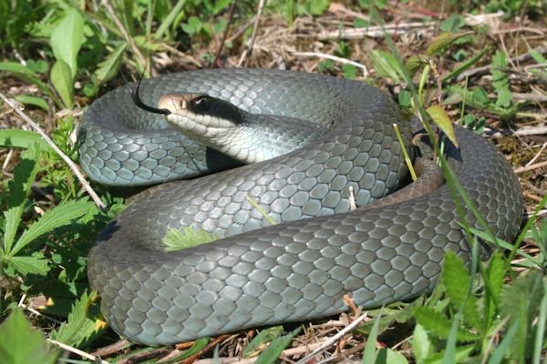 Ontario Fish and Wildlife tweet media