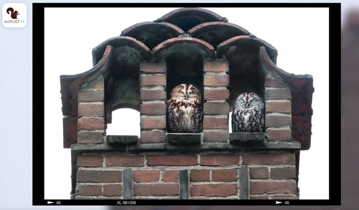 august_tv's tweet photo. Overijssel heeft een #keizerarend.... en Bussum heeft twee bosuilen! Bart zocht ze op. https://t.co/FeHgww8t3T #vogelspotten #fotografie https://t.co/yTZOouxWgL
