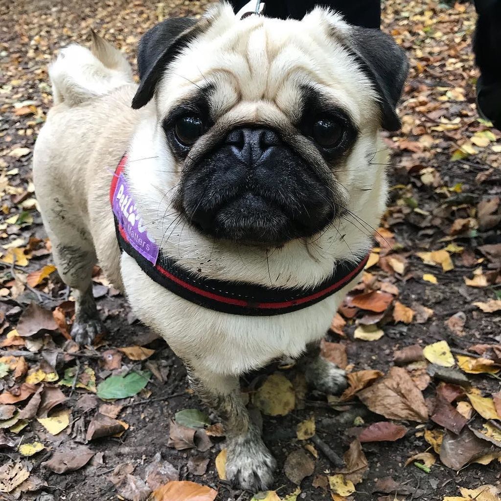 Stormsy24's tweet photo. ‘Goodafternoon, I love to run through muddy puddles just before getting into the car😜🐶👹’ #pug #pugs #fawnpug #instadog #instapug #pugsofins… https://t.co/8A471hR5N5