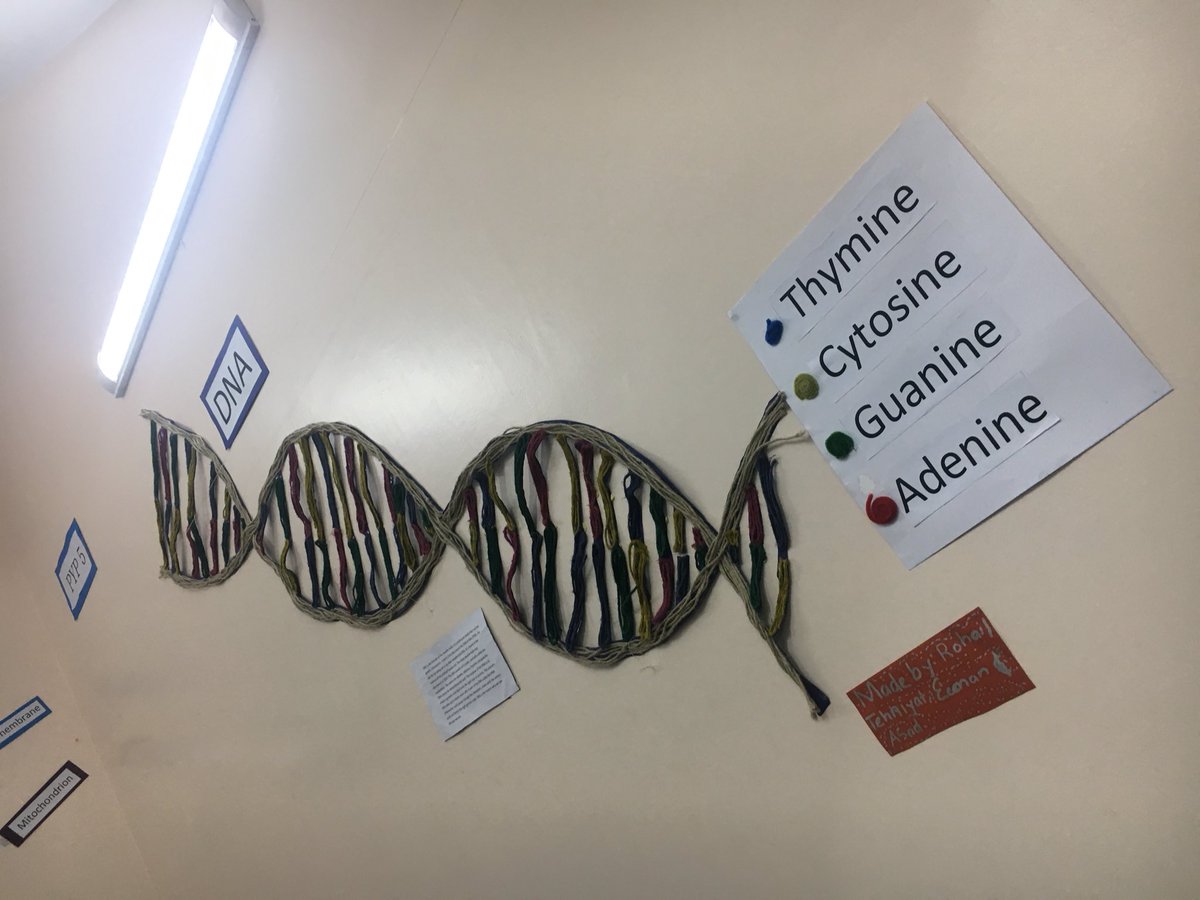 HilaaMukaddam's tweet photo. #pyp5 sharing their learning abt cells #studentvoice #studentaction #pypchat @tmirza66 @ibpyp https://t.co/w5D0Tl9wL3