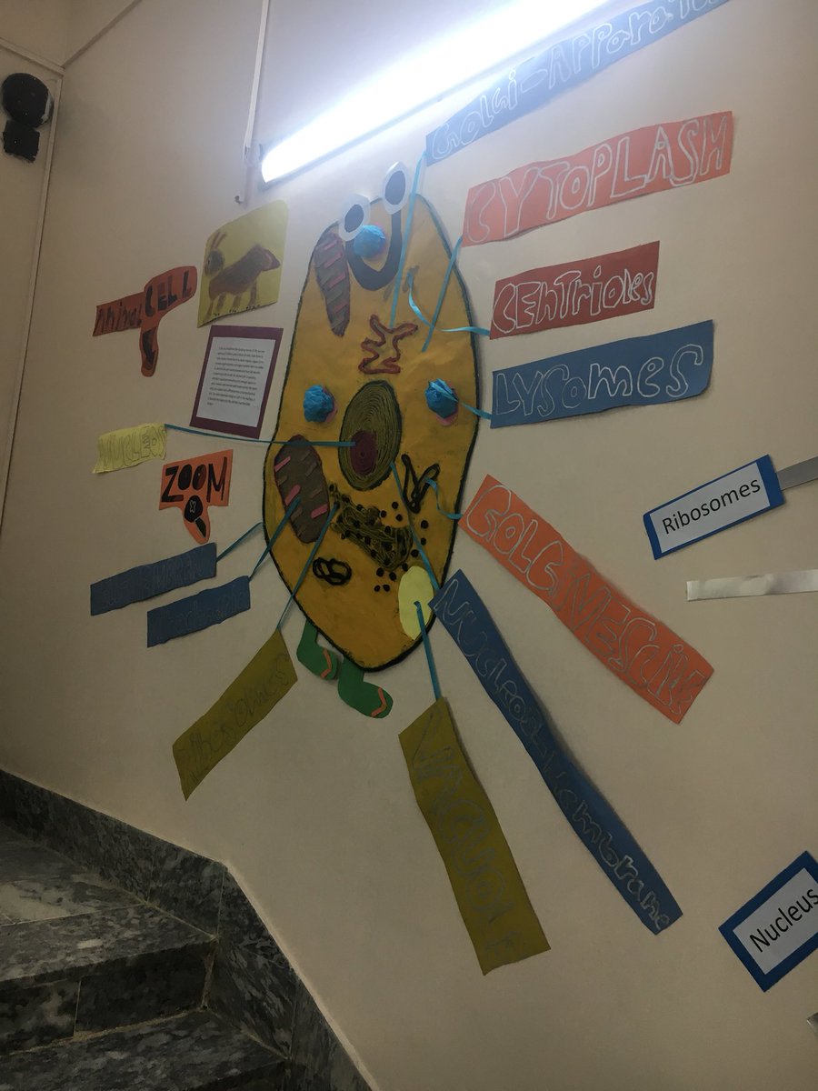 HilaaMukaddam's tweet photo. #pyp5 sharing their learning abt cells #studentvoice #studentaction #pypchat @tmirza66 @ibpyp https://t.co/w5D0Tl9wL3