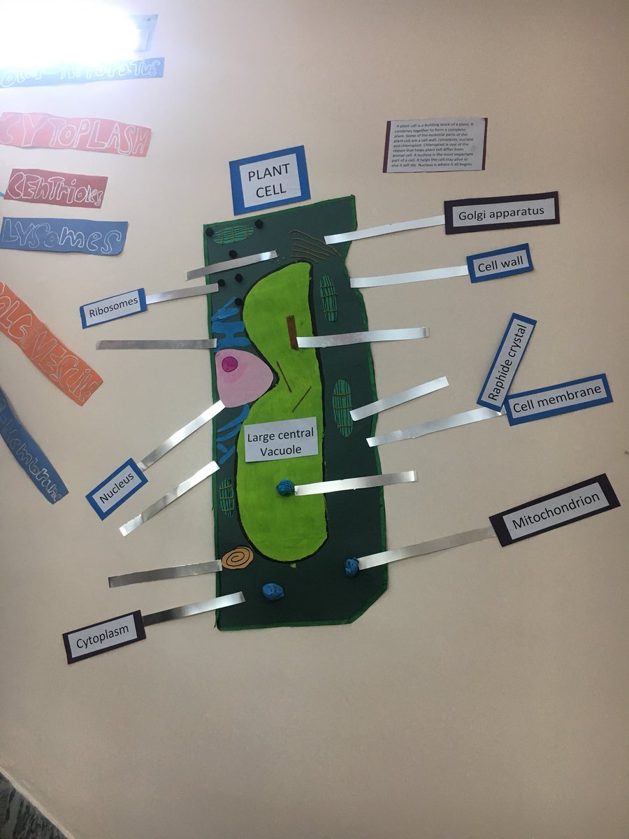 HilaaMukaddam's tweet photo. #pyp5 sharing their learning abt cells #studentvoice #studentaction #pypchat @tmirza66 @ibpyp https://t.co/w5D0Tl9wL3