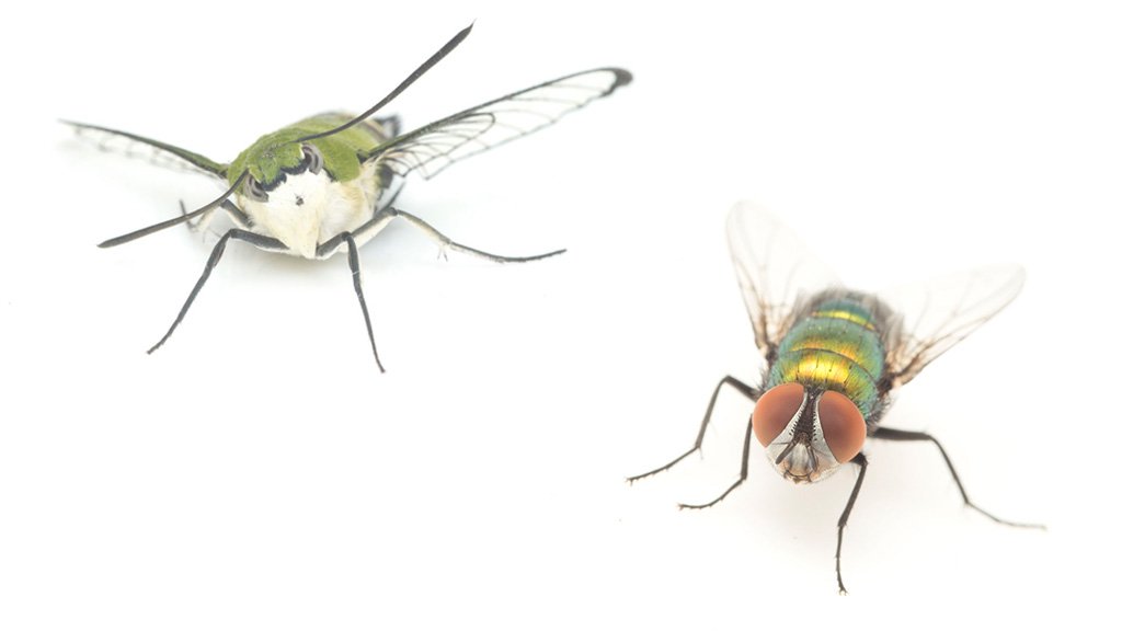 ラオス中部の蟲喰ロトワ むしくろとわ Byおいしい昆虫生活 79 ヨコヅナサシガメ ツヤ感の強い黒 白 赤と ロックな出で立ちで 桜の木に逃げも隠れもしないのでなんか不味そうだなと思っていたら 強い苦味と青い柑橘のような香り とてもケミカルな