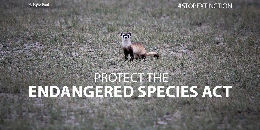 Defenders's tweet photo. Today, Congress moves to gut the #EndangeredSpeciesAct! Retweet to show your support for this vital law that helps #StopExtinction! https://t.co/Zsb4k5ZHrF